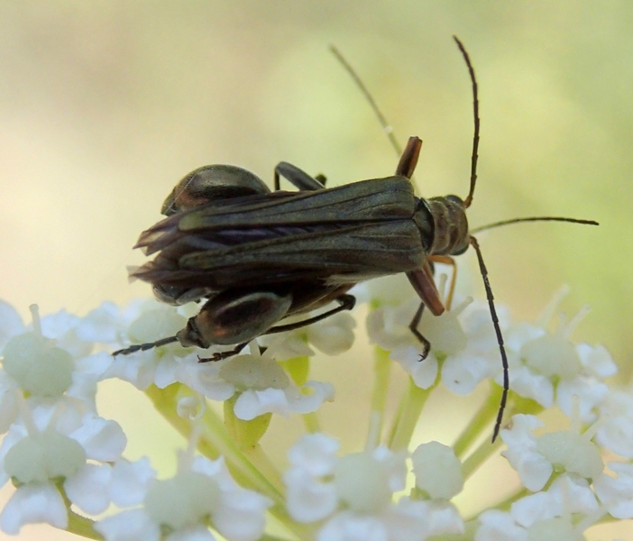 Oedemera flavipes